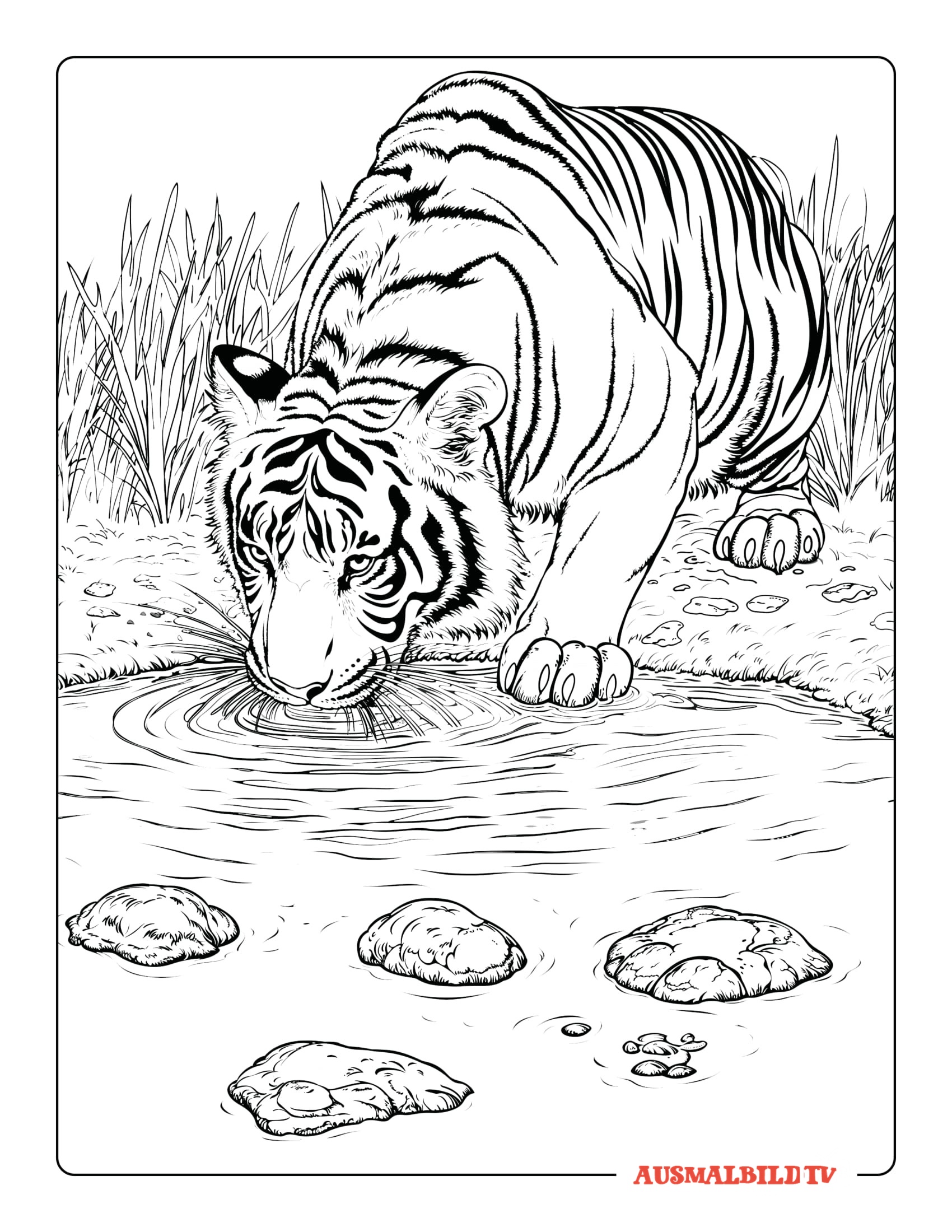 Realistische Tiger Trinkwasser Ausmalbild für Erwachsene